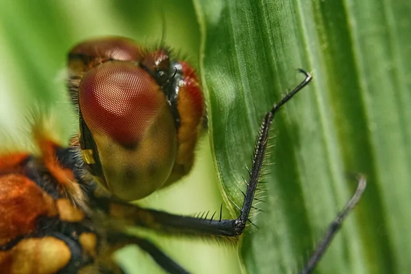 Libellula Primo Piano Libellula Foglia Macrofoto Libellula Occhi Ravvicinati Occhi — Foto Stock