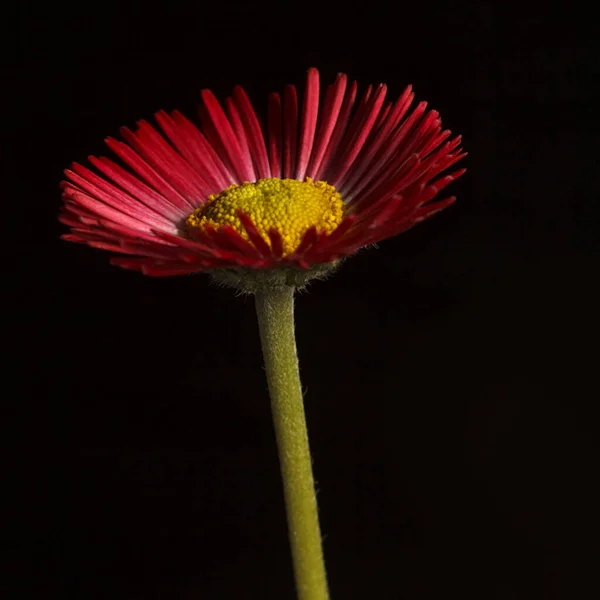 Gerbera Blomma Svart Bakgrund Tusensköna Svart Bakgrund Blomma Svart Bakgrund — Stockfoto