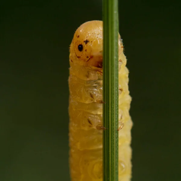 Sarı Tırtıl Yakın Plan Larva Yakın Plan — Stok fotoğraf