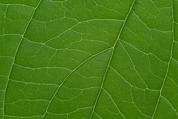 Зеленый Лист Лист Макро Зеленая Текстура Лист Текстуры — стоковое фото