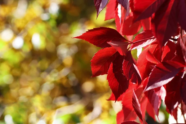 Güzel doğal arka plan, bokeh, yapraklı arka plan ve bokeh, tasarım için arka plan