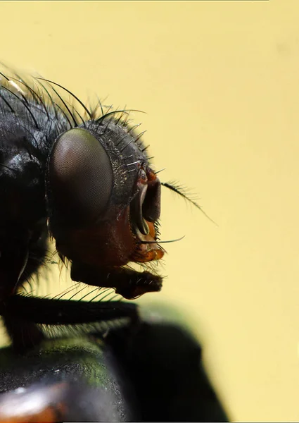 Gran Retrato Una Mosca Volar Cerca — Foto de Stock