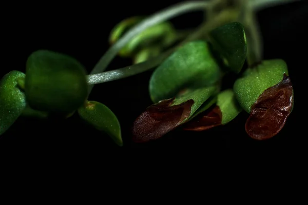 Sprouted Sunflower Sprouts Black Background Sunflower Microgreens — Fotografia de Stock