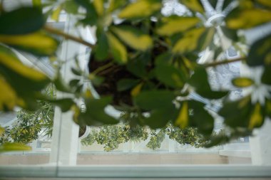 Sıradışı bir bakışın arkasında yeşil bir çiçek