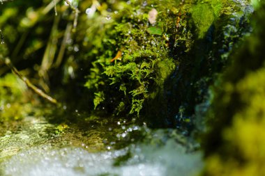 Şelale kaynağı Pody Flora Şelalesi