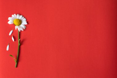 Yazılı aşk ya da değil, kırmızı arka planda papatya yaprağı var. Doğa ve çevreye duyulan sevgi kavramı. Romantik ruh hali