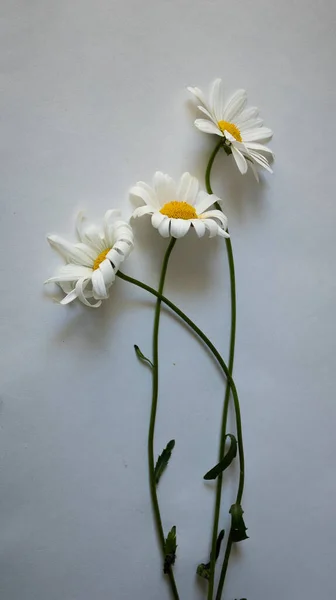 Close-up of daisies on a white background. Minimal flower arrangement. Create a website for gardening, cosmetics, Spa and health