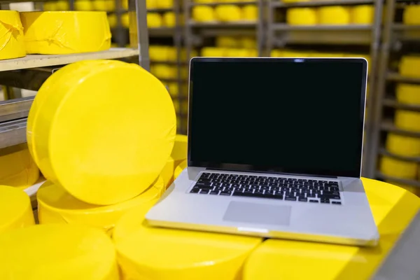 Laptop aislado en grandes cabezas de queso en la fábrica de quesos —  Fotos de Stock