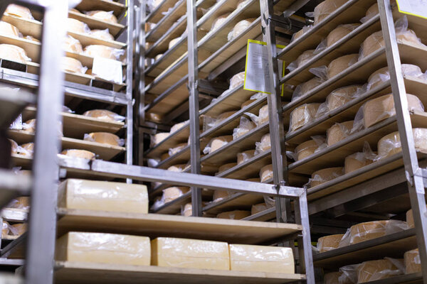 Shelves with cheese at cheese warehouse