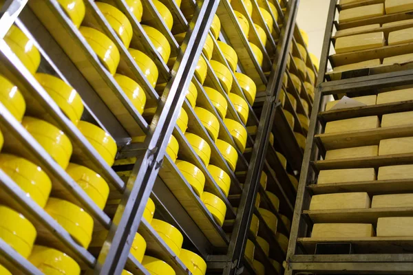 大头黄色新鲜奶酪在奶酪工厂背景 — 图库照片