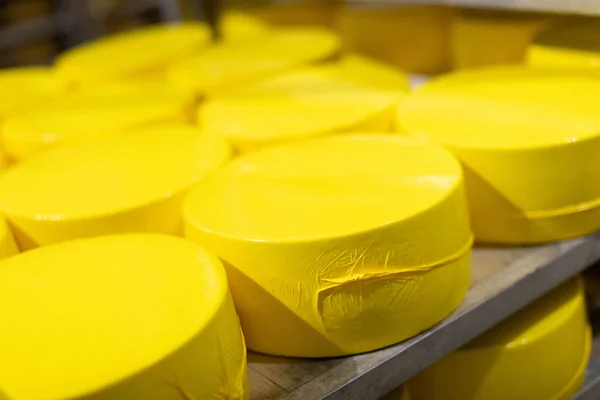 Big heads of fresh yellow cheese isolated on cheese warehouse