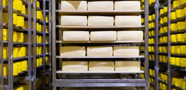 Taze cneese başkanları büyük vurgu ile peynir depolama arka plan