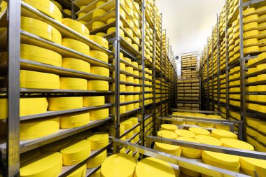 Sarı kafa peynir portre raflara. peynir Oda