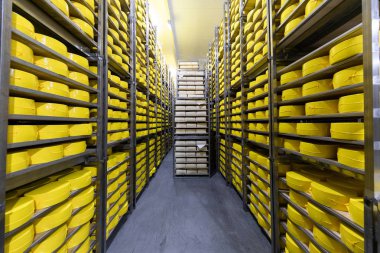 Peynir deposunda peynirli raflar