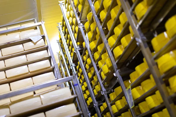 Estantes con queso en un almacén de queso — Foto de Stock