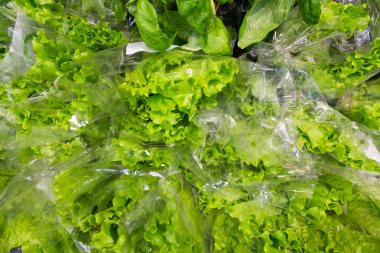 Çiftçi pazarında yeşil organik olgun yaprak marul ile Arka plan, iyi hasat