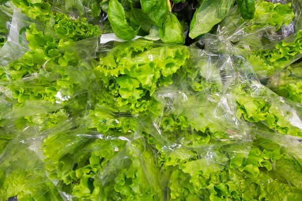 Antecedentes con lechuga verde orgánica de hoja madura en el mercado de agricultores, buena cosecha —  Fotos de Stock