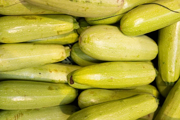 Fresh light green zucchini harvest background. perfect choice for grill cooking and vegan dish ingredient