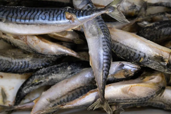 Makreel vis met sterke smaak en glanzende schaal, close-up, vis achtergrond. — Stockfoto