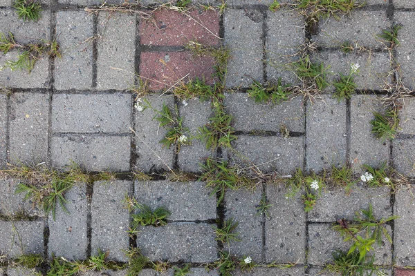 Calle baldosas de piedra pavimento con hierba, rompiendo a través de ella al sol —  Fotos de Stock