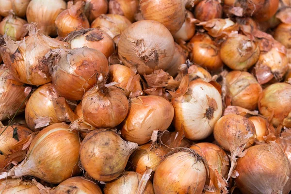 Haufen Brauner Bio Zwiebeln Schale Kann Als Hintergrund Verwendet Werden — Stockfoto