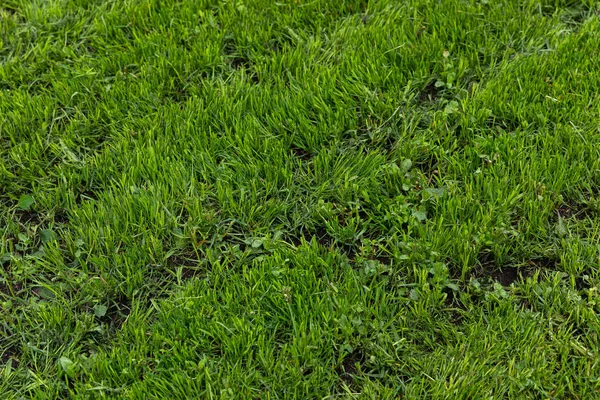 Bright natural green grass texture on summer field, diagonal view.