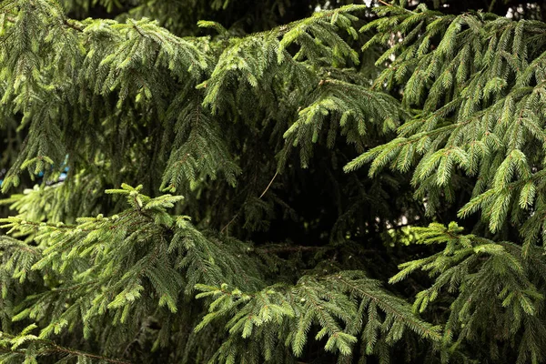 Capas Ramas Abeto Verde Pino Bosques Telón Fondo Navidad Bosque — Foto de Stock