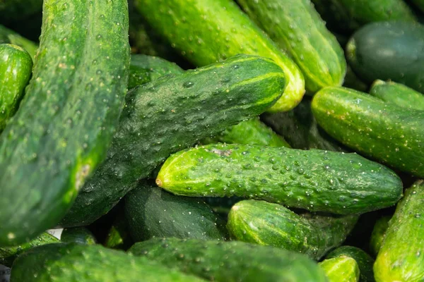 Freshly Harvested Small Big Green Cucumbers Close Paper Boxes Farmer — Stock Photo, Image