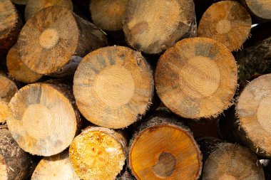 testereli ağaç gövdeleri, çam ağaçları, ormansızlaşma