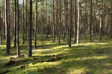 Yosun kaplı ağaç gövdeleri eski ormanlarda düşük kış güneşiyle kaplıdır - klasik renkli film görüntüsü