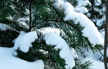 Sibirya kışı. Dallardaki karlar.