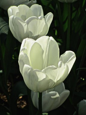 Öğleden sonra güneşinde şeffaf beyaz laleler.