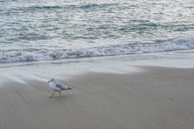 Halka gagalı martı (Larus delawarensis), New York 'taki Rockaway Park plajında ayak izleri bırakır. Plaj Atlantik Okyanusu 'nda..