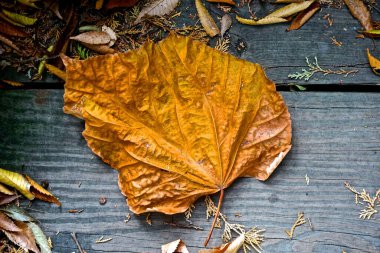 Parlak bir sonbahar renginde, ahşap bir arka planda tek kurumuş yaprak..