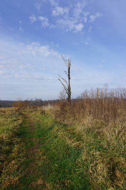 Durham, Connecticut: İnce bulutlu mavi gökyüzü White Farm 'da bir patikanın yakınındaki ölü bir ağacın üzerinde, bir halk parkı..