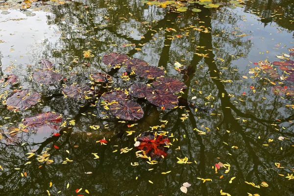 スイレンのパッドと葉で 水のプールに反映された木 — ストック写真