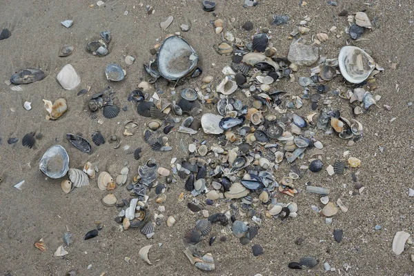 Σωρός Από Σπασμένα Όστρακα Και Μύδια Στην Άμμο Μια Παραλία — Φωτογραφία Αρχείου