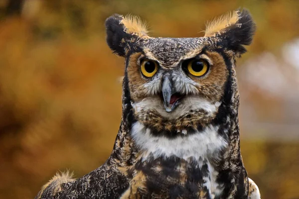 Great Horned Owl Bubo Virginianus — Stock Photo, Image