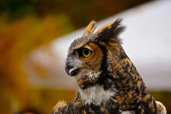 Búho Cuerno Grande Bubo Virginianus — Foto de Stock