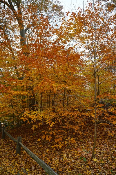 Bronx Usa Herbst Auf Einem Waldweg 1891 Errichteten 250 Hektar — Stockfoto