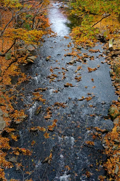 Bronx New York Usa Autumn Leaves Stream 250 Acre New — Stock Photo, Image