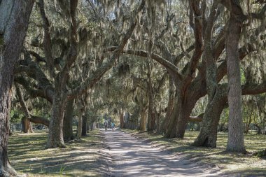 Cumberland Adası, Gürcistan, ABD: Güney meşeleri - Quercus virginiana - İspanyol yosunlarıyla örtülü - Tillandsia usneoides.