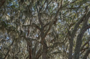 Cumberland Adası, Gürcistan, ABD: Güney meşeleri - Quercus virginiana - İspanyol yosunlarıyla örtülü - Tillandsia usneoides.