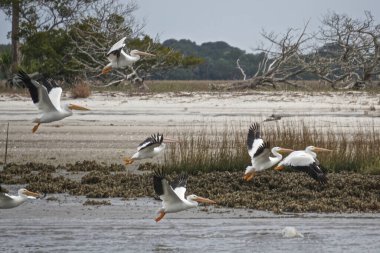 Cumberland Adası, Gürcistan, ABD: Bir Amerikan beyaz pelikan sürüsü (Pelecanus erythrorhynchos) sahil boyunca uçuyor.