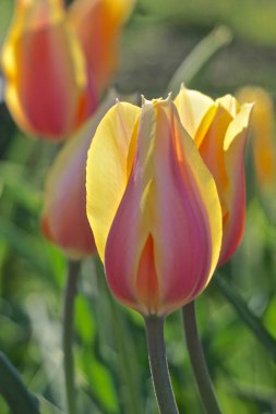 Parlak gün ışığında, sarı ve pembenin bir kombinasyonu olan Utangaç Güzel lalelerin (Tulipa) yakın çekimi.
