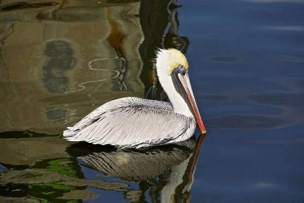 Fernandina Beach Florida Usa Ein Brauner Pelikan Pelecanus Occidentalis Ruht — Stockfoto