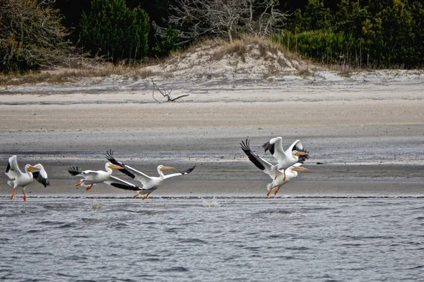 Cumberland Island Georgia Estados Unidos Una Bandada Pelícanos Blancos Estadounidenses — Foto de Stock