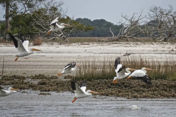 Cumberland Adası, Gürcistan, ABD: Bir Amerikan beyaz pelikan sürüsü (Pelecanus erythrorhynchos) sahil boyunca uçuyor.