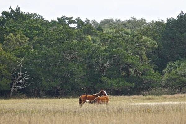 Cumberland Island Georgia Usa Cavallo Selvatico Allatta Puledro Prato Isola — Foto Stock