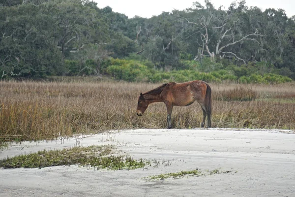 Cumberland Island Georgia Eua Cavalo Selvagem Pastando Longo Praia Uma — Fotografia de Stock